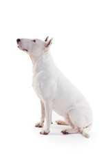 bull terrier on a white background in the studio.