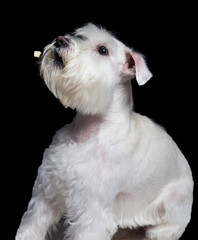 miniature schnauzer catches food on a black background in studio isolate.