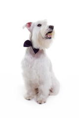 portrait of a miniature schnauzer on a white background in studio isolate