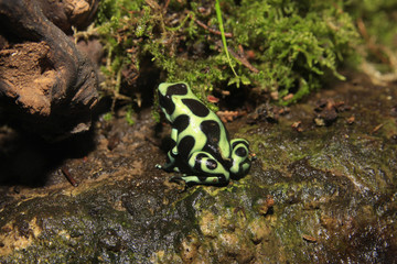 Goldbaumsteiger, Dendrobates auratus, Pfeilgiftfrosch