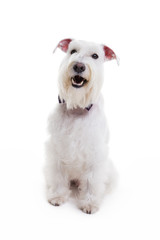 portrait of a miniature schnauzer on a white background in studio isolate.