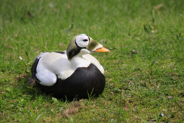 Eiderente, Somateria mollissima, sitzt im Gras