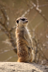 Erdmännchen, Suricata suricatta, als Wachposten