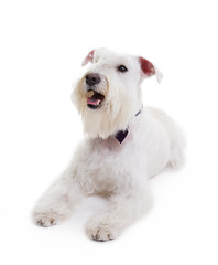 portrait of a miniature schnauzer on a white background in studio isolate.