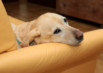 Labrador Hündin