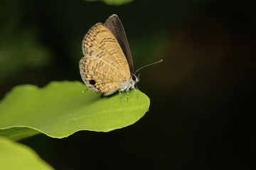 Fototapeta na wymiar Butterfly - Insect