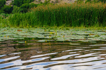 river overgrown with Yellow Water-lily and reed
