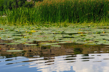 river overgrown with Yellow Water-lily and reed