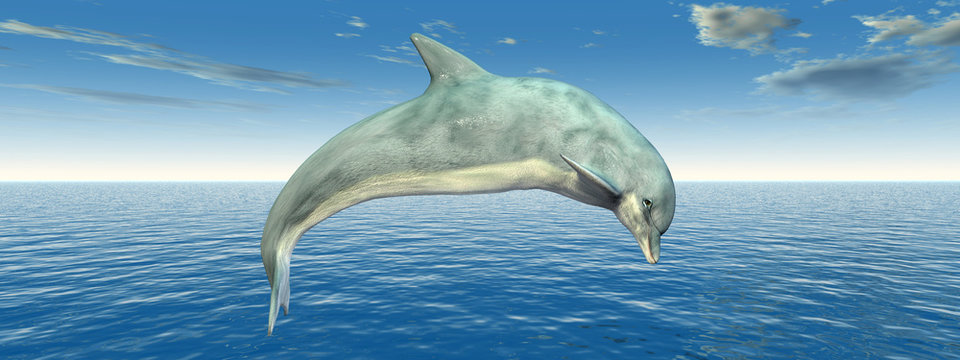 Hüpfender Delfin