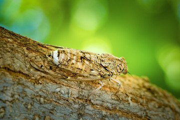 balm-cricket