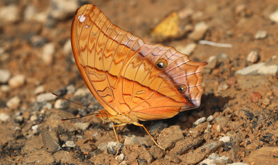 Butterfly - Insect