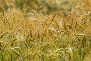 Blé en herbe