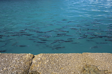 fish in turquoise water