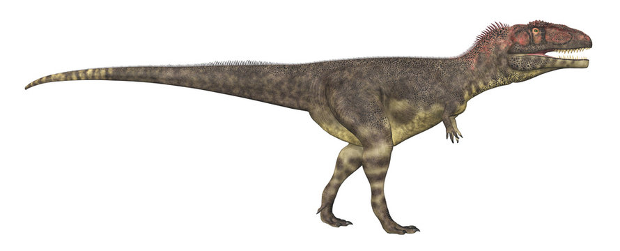 Dinosaurier Mapusaurus, Freisteller