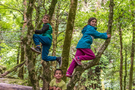 Kids Climbing Trees