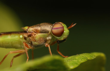 Macro the insect with nature background and sunlight