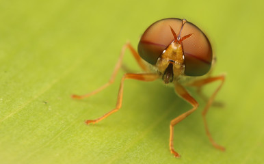 Macro the insect with nature background and sunlight