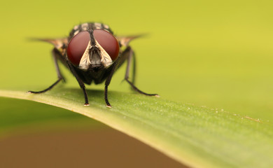 Macro the insect with nature background and sunlight