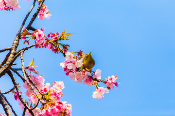 The Japanese White-eye.The foreground is cherry blossoms. Located in Tokyo Prefecture Japan.