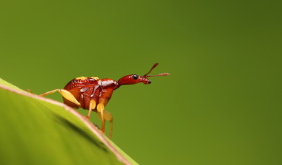 Beetle Long Neck