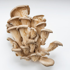 Mushrooms Pleurotaceae family close, framing for a square