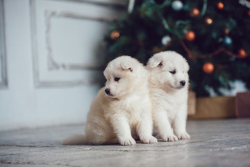 Cute samoed puppies near a Christmas tree. New Year.