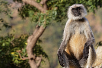 Un langur surveille la forêt