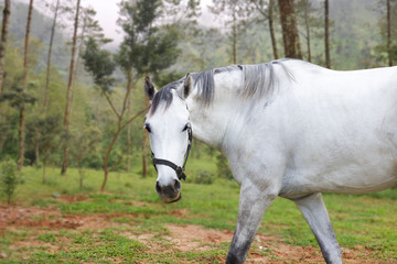 Horse profile portrait. Side view with trees background