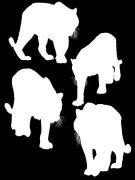 four isolated large white tiger silhouettes