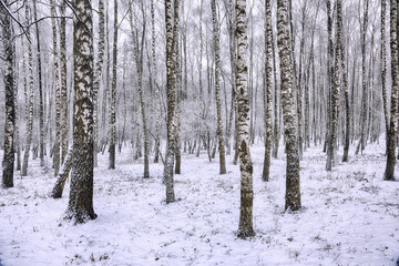 Frozen birch forest landscape