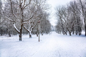 Snow-covered trees in the city park