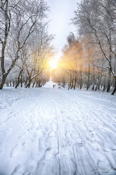 Fototapeta Beautiful winter landscape with snow covered trees