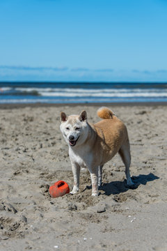 Shiba at the Beach