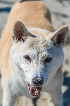 Sandy Dog
