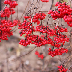 Red viburnum. Autumn. Summer. Winter. Cold. 