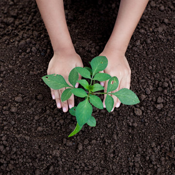 Child hand planting young tree on black soil as save world concept