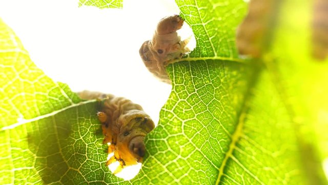 Silkworm caterpillar eating leaf at green tree in summer garden