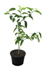 citrus tree in a pot