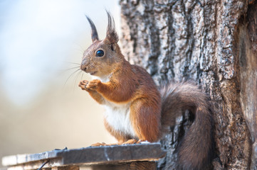 Naklejka na ściany i meble beautiful squirrel sits on a tree and holds a nutlet, a portrait of a close-up, a look at the camera