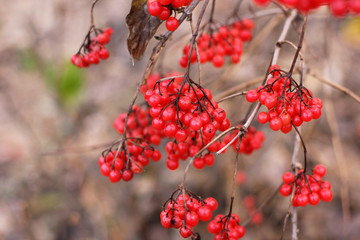 Red viburnum. Autumn. Summer. Winter. Cold. 