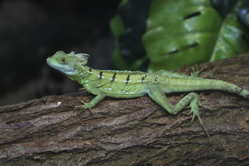 Helmbasilisk, Basiliscus basiliscus