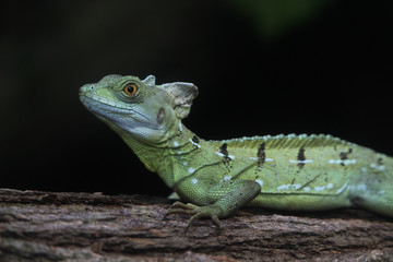 Helmbasilisk, Basiliscus basiliscus