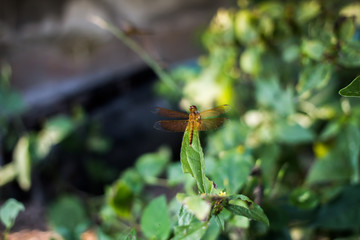 Dragonfly on the leaves of grass in the evening in Thailand Surat Thani