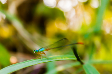 Dragonfly on the leaves of grass in the evening in Thailand Surat Thani