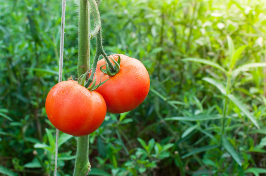 Ripe organic tomatoes in garden ready to harvest, Fresh tomatoes