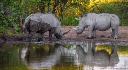 Fototapeta na wymiar White Rhinos taking a mud bath, Khama Rhino Sanctuary, Serowe, Botswana