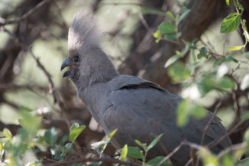 Grey go-away-bird (grey lourie, grey loerie), Khama Rhino Sanctuary, Serowe, Botswana