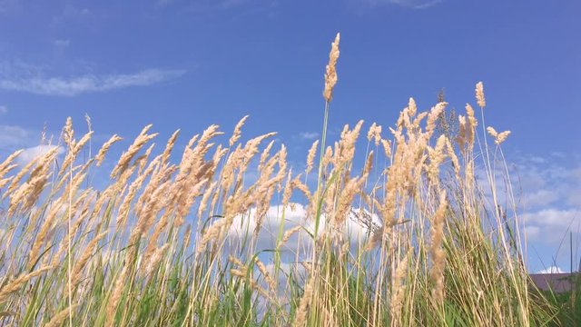 bright blue sky with clouds, green grass and yellow ears in the foreground