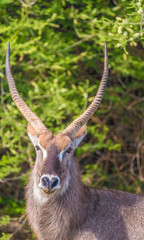 Male waterbuck, Khama Rhino Sanctuary, Serowe, Botswana