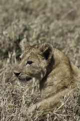 A portrait of an isolated young lion cub looking over its shoulder at the camera. Taken on Safari in Ngorogoro, Tanzania